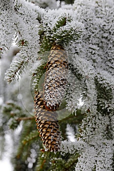 Cones and pine tree in winter.