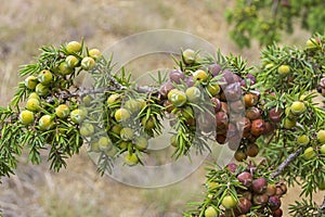 Cones of prickly juniper.
