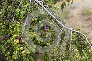 Cones of prickly juniper.