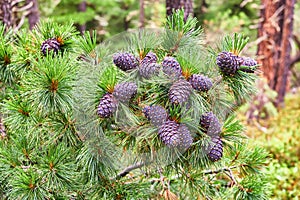 Cones of Siberian pine (Pinus sibirica) on top of tree branch photo