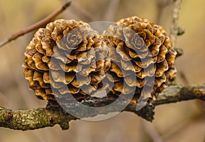 Cones of a Tamarack, Larix laricina, Five Rivers Environmental Center, Delmar, New York, USA