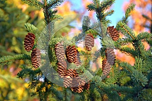 Cones on the tree