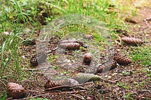 Cones tree on the ground in a pine forest