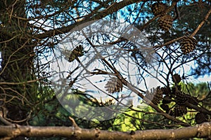 Cones on a tree