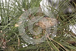 Cones on the tree softwood pine