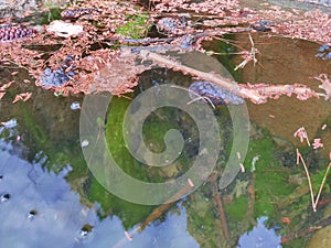 Cones of a tree on the water