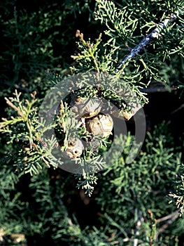 Cones on the twigs of the cypress tree a close-up