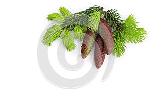 Cones and young spruce branches tree on a white background with space for text. Top view, flat lay