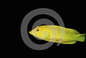 Coney Seabbass in golden phase isloated on a black background