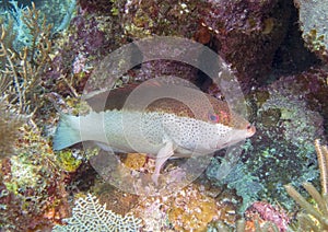Coney Underwater coral reef