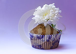 Confectionery, sweets, sweets. chocolate cupcakes, muffin cupcakes with cocoa topping on a white background. foodphoto isolate photo