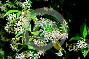Confederate Jasmine - Trachelospermum Jasminoides photo