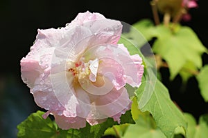 confederate rose photo