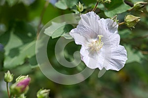 Confederate Rose Flower hibiscus mutabilis photo