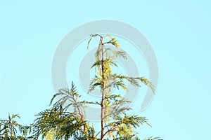 Confer branches against a beautiful blue sky