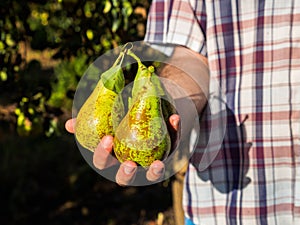 Conference pears collected at harvest