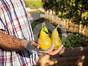 Conference pears collected at harvest