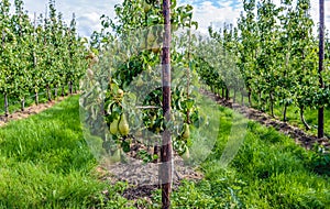 Conference pears ripening in the foreground of a modern orchard