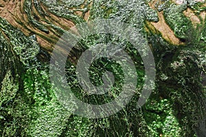 Conferva earthworm in green conferva, note shallow depth of field