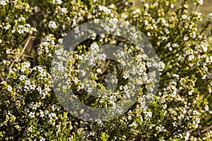 Confetti Bush Coleonema calycinum