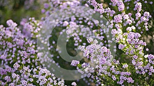 Confetti bush lilac flower, California USA. Coleonema pulchellum, buchu diosma springtime bloom. Home gardening