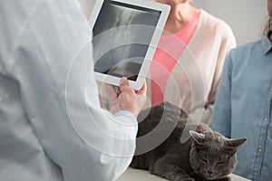 Confident doctor explaining x-ray result of russian blue cat to owner at clinic