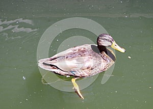 Confident Duck Near Floating Deck, Portland Oregon, USA