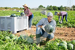 Confident farmer checking watermelon ripeness, thumping rind