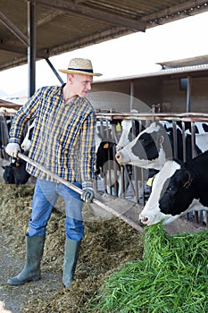 Confident farmer feeding cows with hay in cowshed of dairy farm