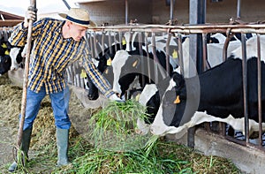 Confident farmer feeding cows with hay in cowshed of dairy farm