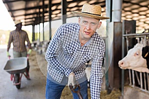 Confident farmer feeding cows with hay in cowshed of dairy farm