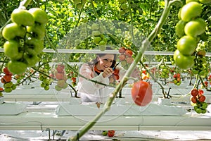 Confident female worker picking up fresh ripe red tomatoes in gr