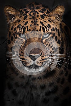 Confident gaze of blue-green eyes of a powerful leopard from the dark, powerful beast