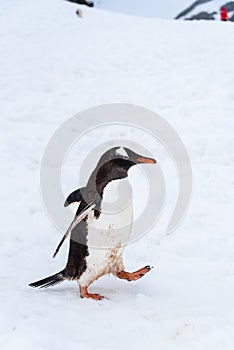 Confident Gentoo penguin striding down snowfield penguin highway on Cuverville Island, Antarctica photo