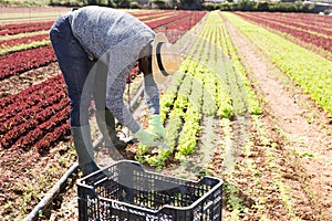 Confident hired employee harvesting green lettuce