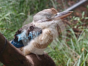 Confident Intelligent Blue-Winged Kookaburra Perched on a Branch.