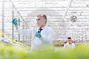 Confident male biochemist examining conical flask while holding pipette in greenhouse