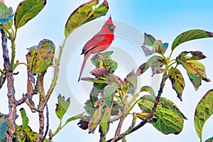 Confident male norther cardinal perched in a tree.