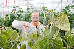 Confident male researcher pointing at bell pepper plant in green