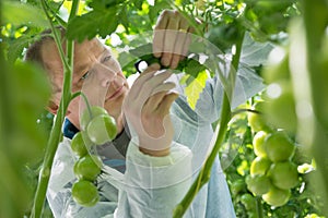 Confident male scientist wearing protective clothing while examining leaf of tomato plant in greenhouse