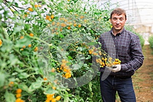 Confident man standing near growing tomato in greenhouse