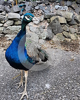 Confident Peacock posing