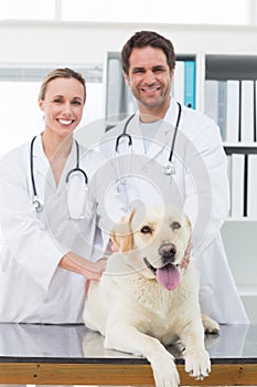 Confident vets examining dog