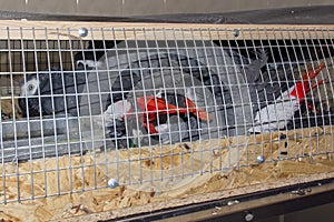 Confiscated African grey parrots (Psittacus erithacus)