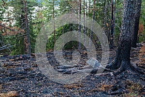 Conflagration.- burned forest. Nature landscape- national park