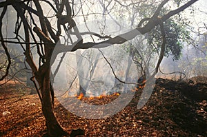 indian forest fire Maharashtra India