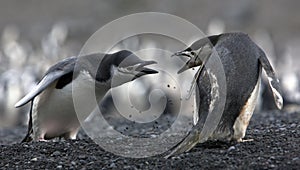 The conflict Antarctic penguins