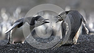 The conflict Antarctic penguins photo