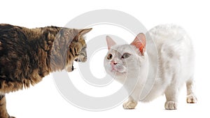 Conflict between cats