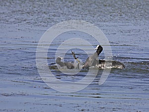 Conflict between coots